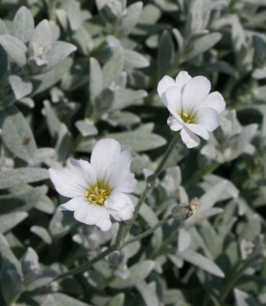 Cerastium tomentosum